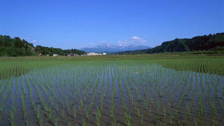 水稻田 水稻 稻田 稻子 舒缓压力