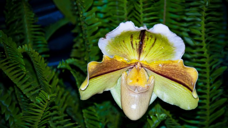 小清新 静物写真 静物 花卉