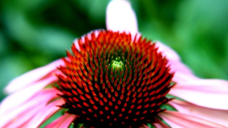 小清新 静物写真 菊花 植物