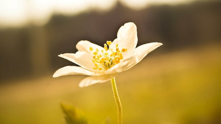 小清新 清新淡雅 花卉