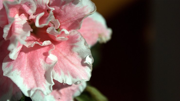 小清新 静物写真 静物 花卉