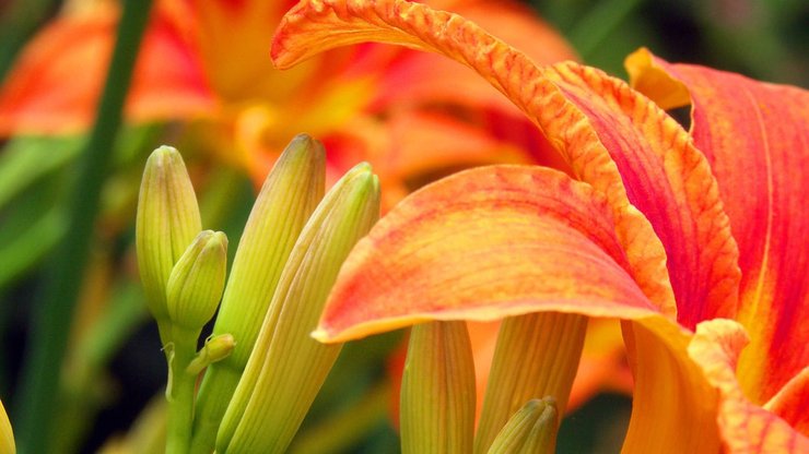 小清新 静物写真 花瓣