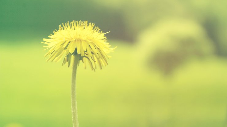 小清新 植物 花卉 护眼壁纸