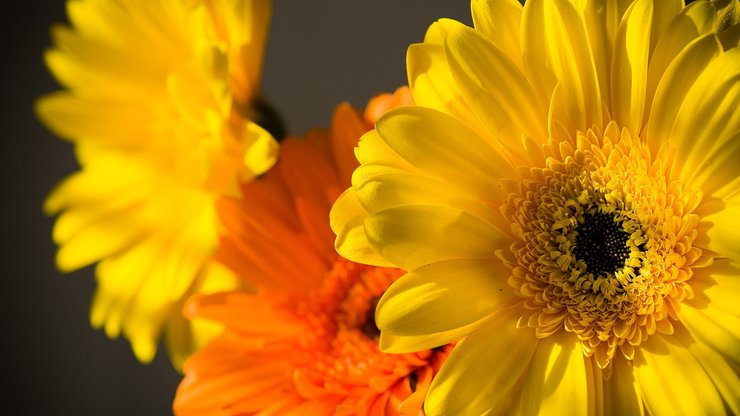 小清新 静物写真 静物 花卉