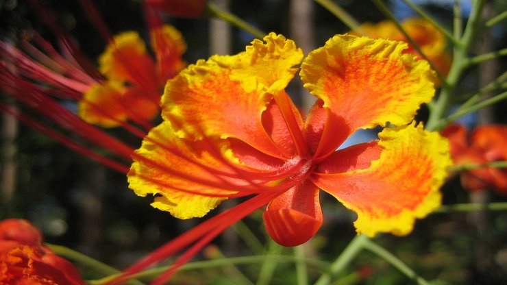 小清新 静物写真 花卉