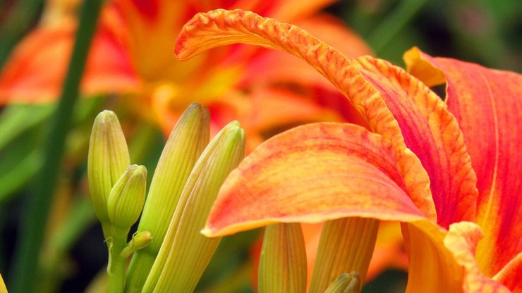 小清新 静物写真 花瓣