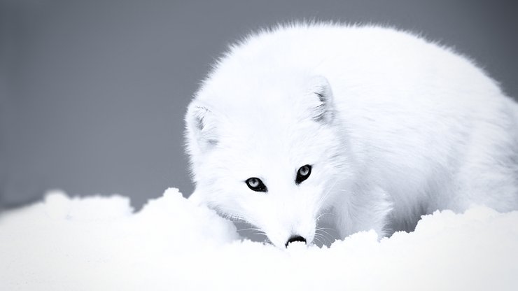 北极 狐狸 雪地