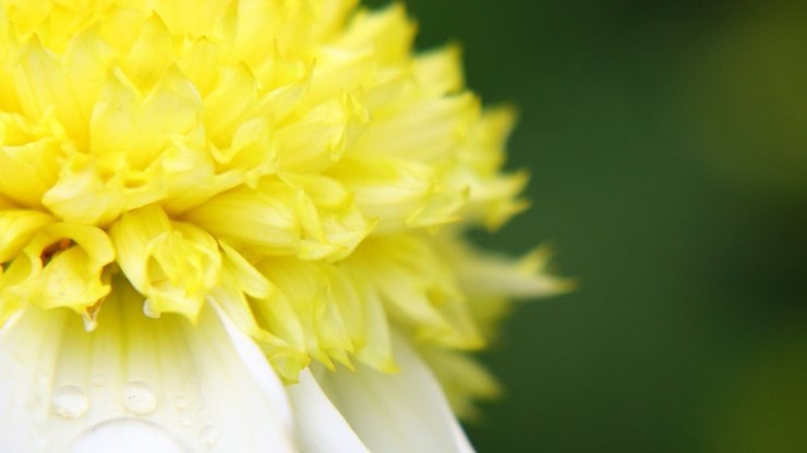 小清新 静物写真 菊花 植物