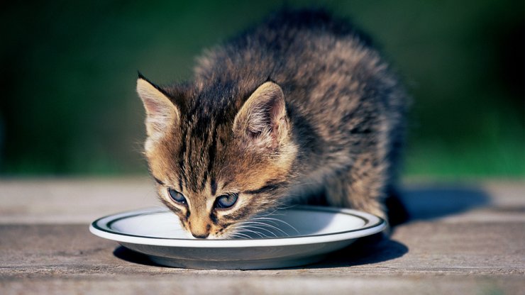 萌宠 动物 可爱 萌物 宠物 喵星人 猫 卖萌图 儿童桌面专用