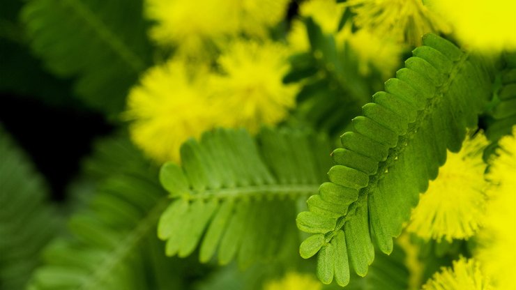 花卉 含羞草 护眼壁纸