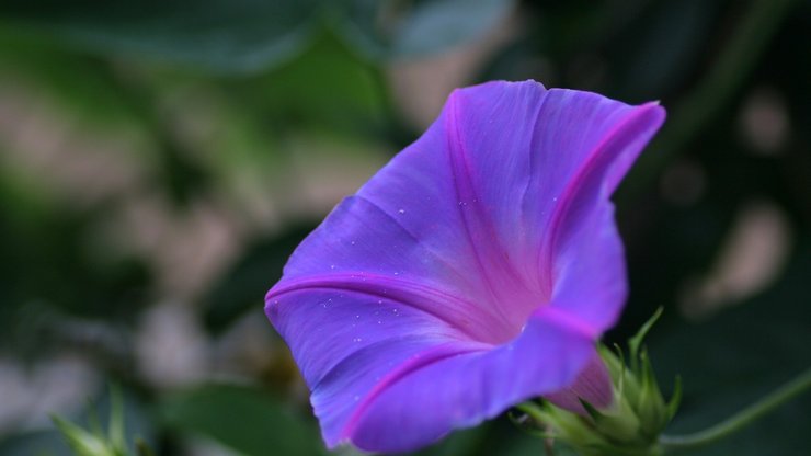 小清新 静物写真 花卉