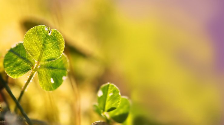 小清新 植物 绿叶 护眼壁纸