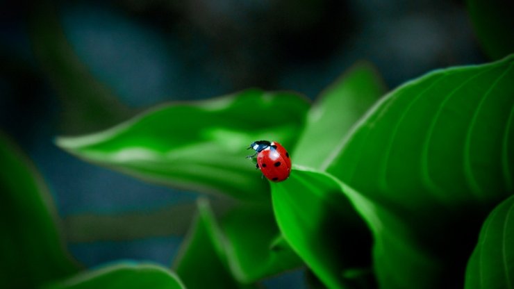 宽屏 植物 昆虫图 七星瓢虫 单反