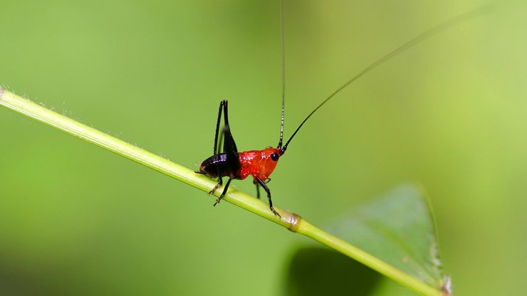 小清新 护眼壁纸 昆虫