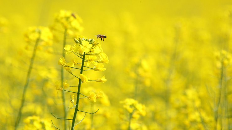 小清新 静物写真 植物 花卉 鸟语花香 儿童桌面专用 昆虫图 蜜蜂