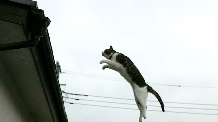 街角 小猫咪 摄影 高清 猫 动物