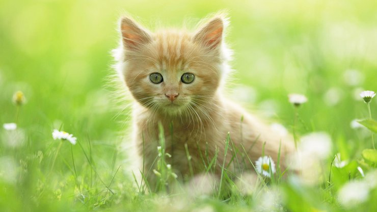 萌宠 动物 可爱 萌物 宠物 喵星人 猫 古灵精怪 儿童桌面专用