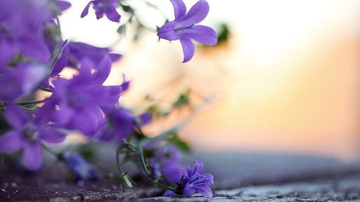 小清新 静物写真 植物 花卉