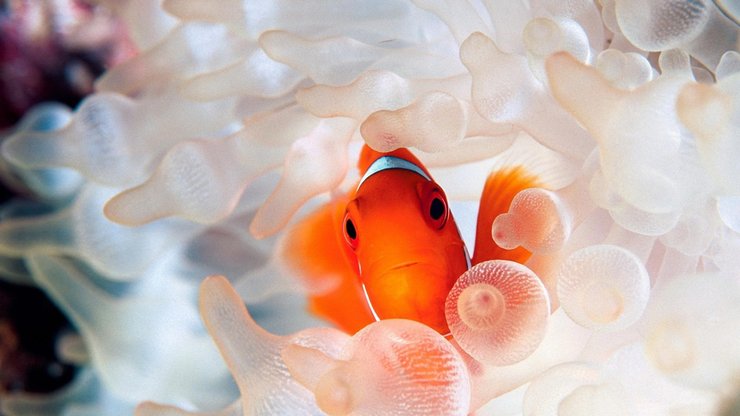 安卓手机动物 海底世界 海洋生物高清壁纸
