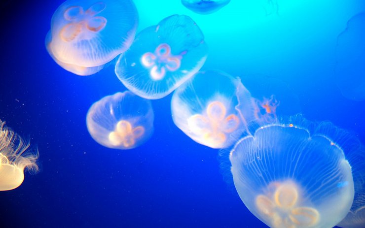 安卓动物 海底世界 海洋生物手机壁纸