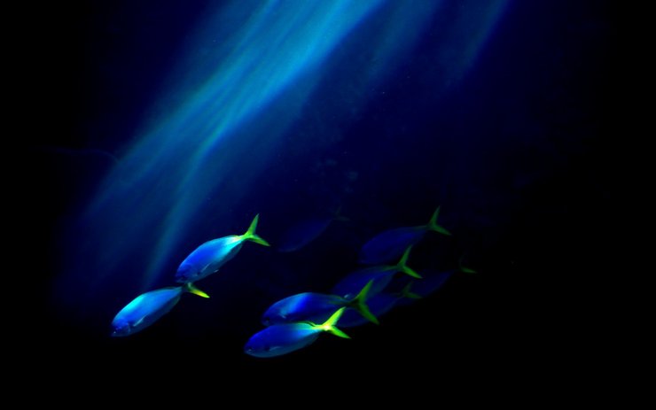 安卓手机动物 海底世界 海洋生物高清壁纸