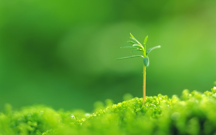 安卓手机小清新 植物 绿色 护眼壁纸 绿色心情高清壁纸