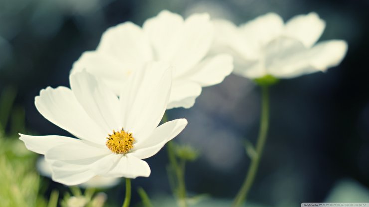 安卓手机植物 花朵 秋英 摄影 微距高清壁纸