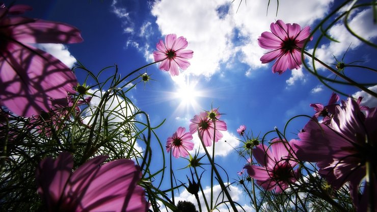 安卓手机植物 花朵 秋英 摄影 蓝天 白云高清壁纸