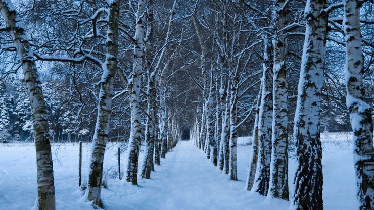 安卓手机风景 雪景 树林高清壁纸