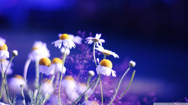 安卓手机植物 花朵 菊花 摄影 微距高清壁纸