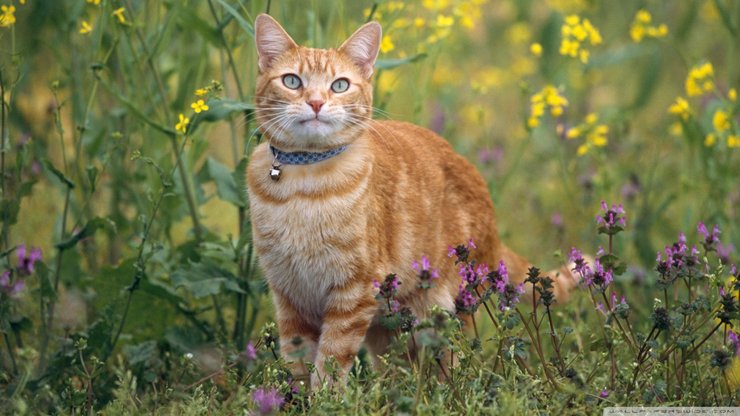 安卓手机萌宠 猫 喵星人 可爱 卖萌图 古灵精怪高清壁纸