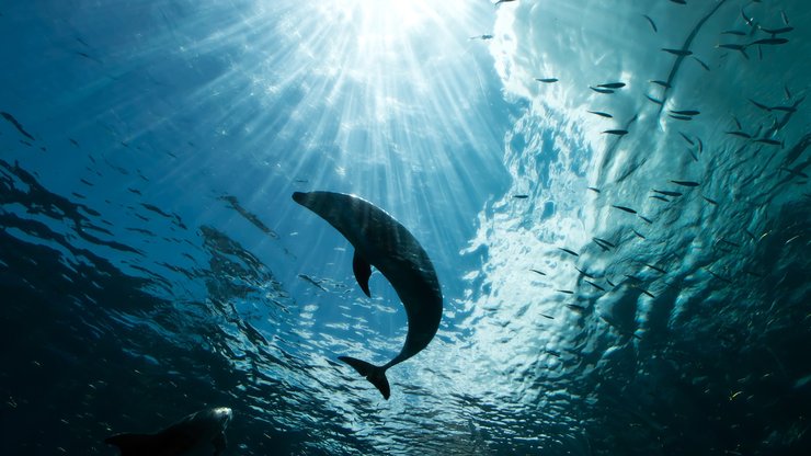 安卓手机萌宠 动物 海洋生物 海豚高清壁纸