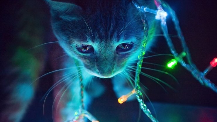 安卓手机宠物 猫 喵星人高清壁纸