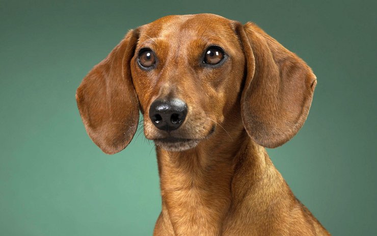 安卓手机宠物 狗 汪星人 腊肠犬高清壁纸