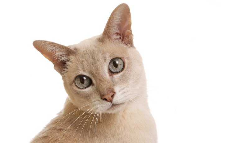 安卓手机宠物 猫 喵星人 波米拉猫高清壁纸