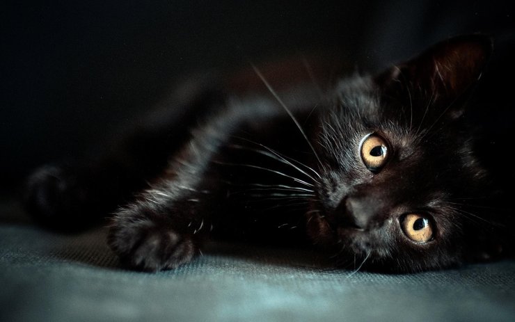 安卓手机宠物 猫 喵星人高清壁纸