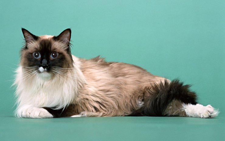 安卓手机宠物 猫 喵星人 伯曼猫高清壁纸