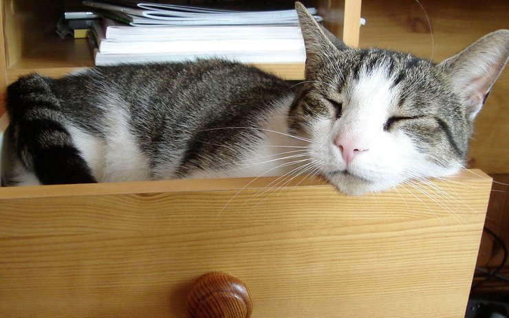 安卓手机宠物 猫 喵星人高清壁纸
