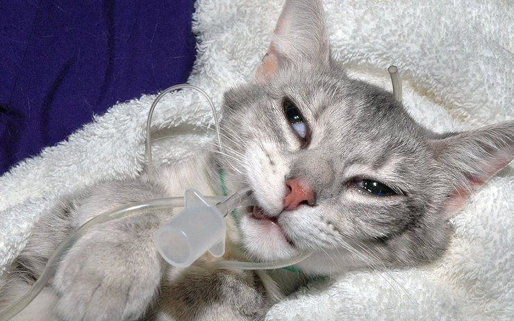 安卓手机宠物 猫 喵星人高清壁纸