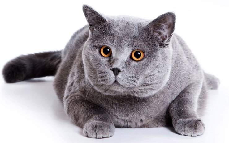 安卓手机宠物 猫 喵星人高清壁纸