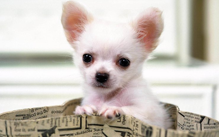 安卓手机宠物 狗 汪星人 吉娃娃犬高清壁纸