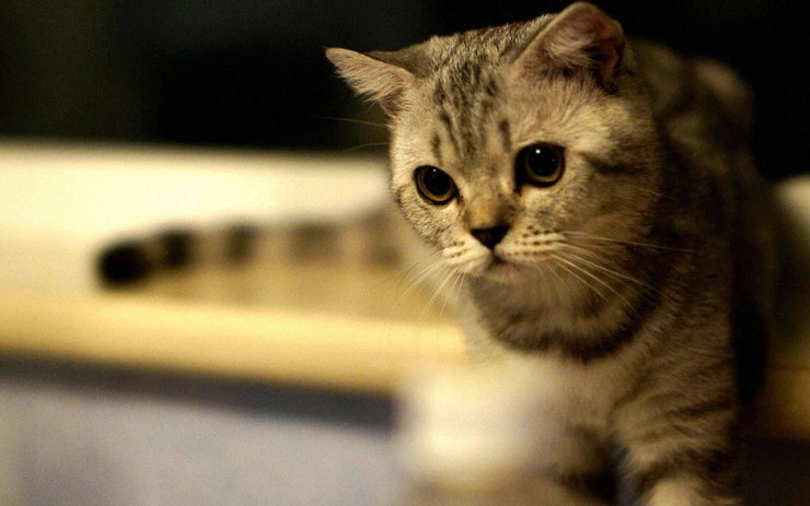 安卓手机宠物 猫 喵星人高清壁纸