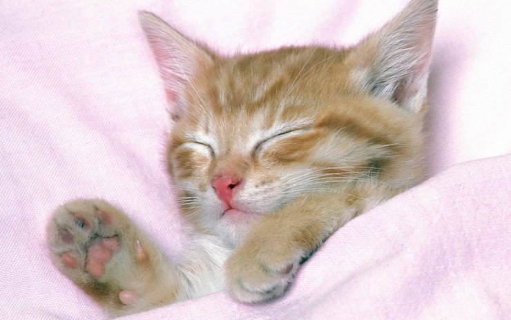 安卓手机宠物 猫 喵星人高清壁纸