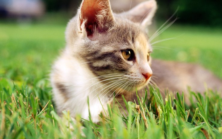 安卓手机宠物 猫 喵星人高清壁纸