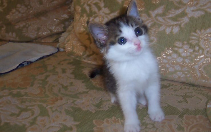 安卓手机宠物 猫 喵星人高清壁纸