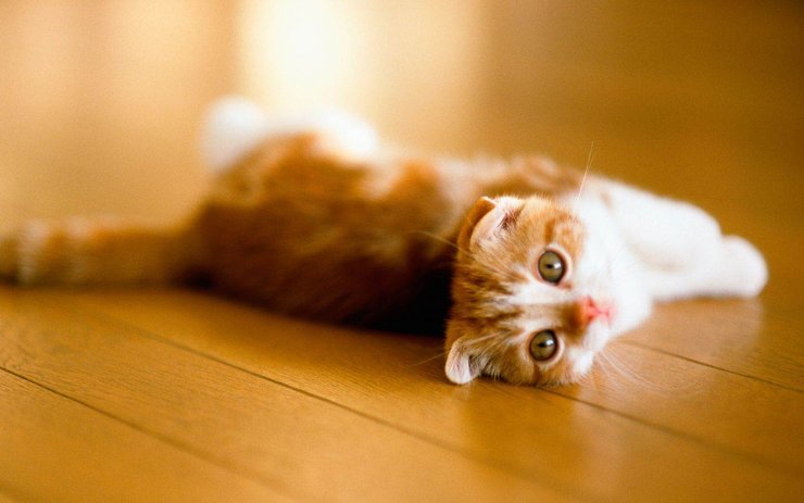 安卓手机宠物 猫 喵星人高清壁纸