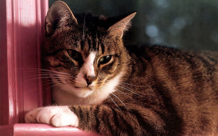 安卓手机宠物 猫 喵星人高清壁纸