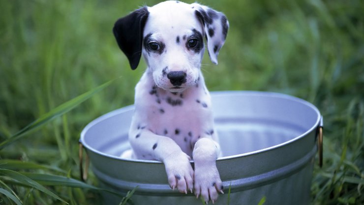 安卓手机宠物 狗 汪星人 斑点犬高清壁纸