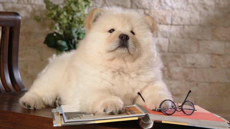 安卓手机宠物 狗 汪星人 松狮犬高清壁纸