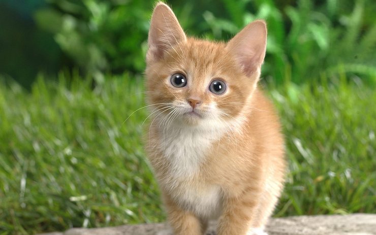 安卓手机宠物 猫 喵星人高清壁纸